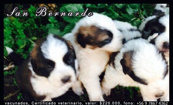 Cachorros San Bernardo en venta en Chile