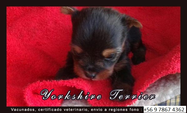 Cachorros Yorkshire Terrier en venta en Chile